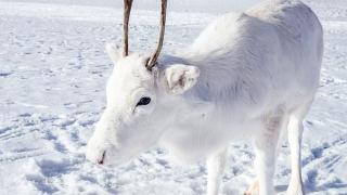 Вижте къде се появи този рядък елен красавец и кой е древният народ, който още знае тайните му (СНИМКИ)