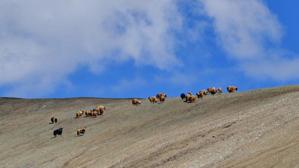 Кошмарно приключение! Велосипедист тръгна през Тибет и заседна сред глутница вълци