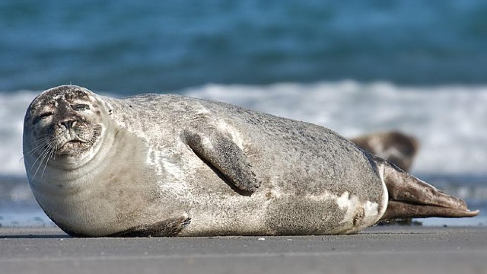 Обезумял морски тюлен се нахвърли върху турист