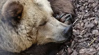 Мъж откри хищна мечка под масата в хола си