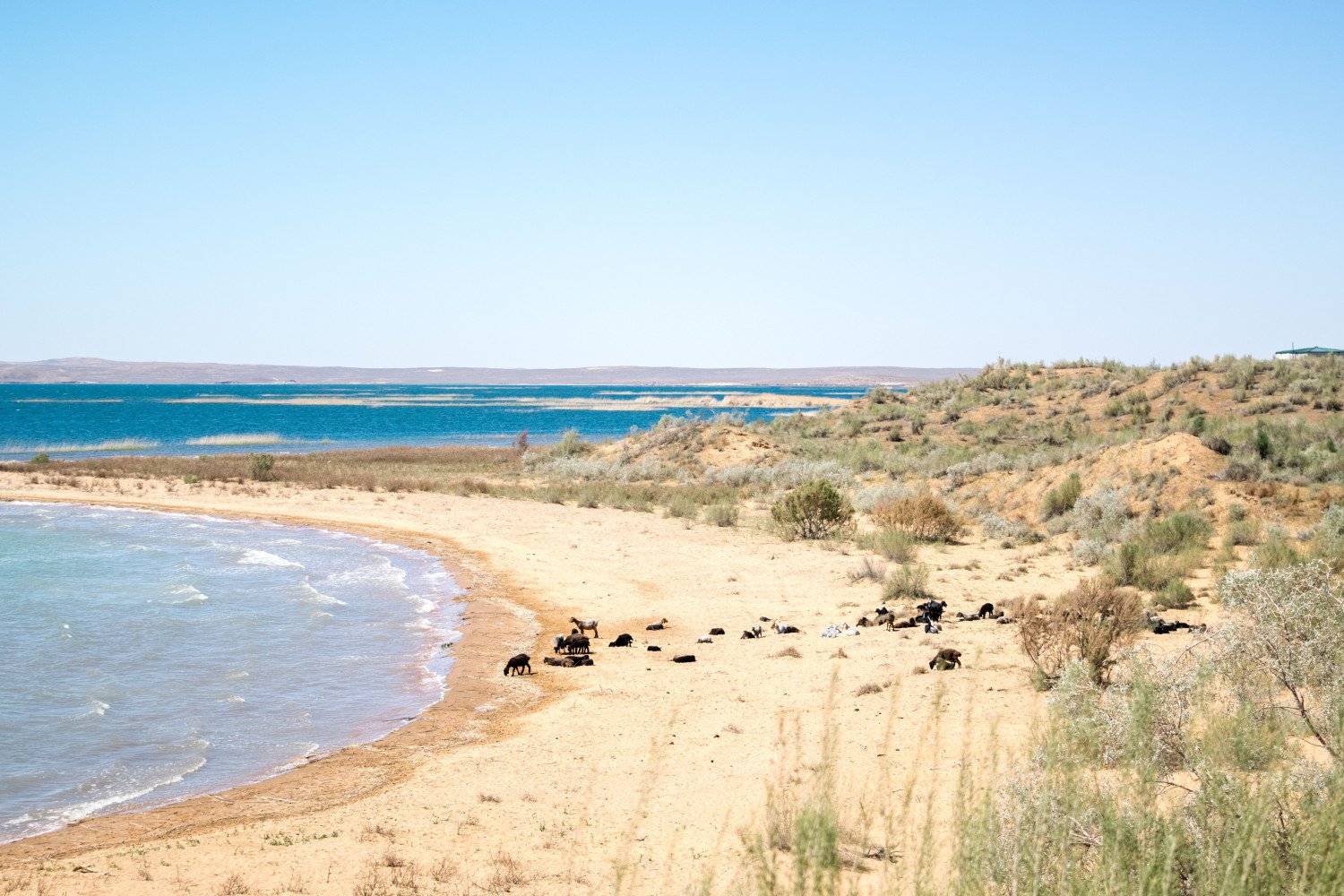 Жестоката пустиня Къзълкум и нейното тюркоазено море