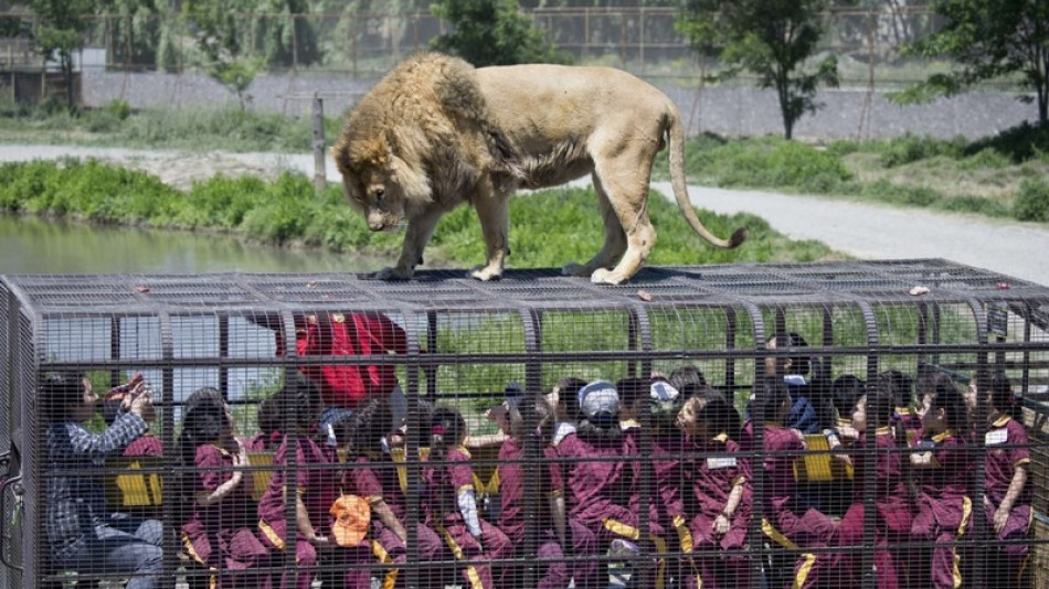 Били ли сте в такъв зоопарк? Животните там се разхождат на свобода, а хората са в клетки!
