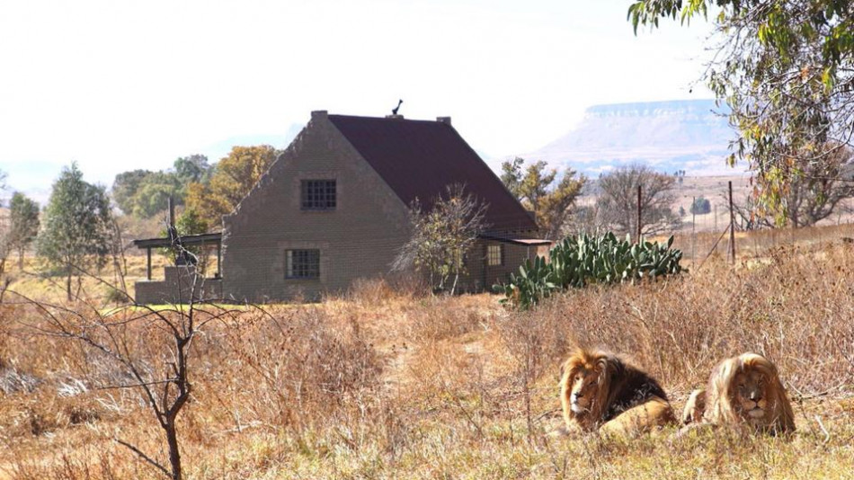 Стиска ли ви да отседнете в тази къща насред пустошта, около която обикалят... 70 лъва (СНИМКИ/ВИДЕО)