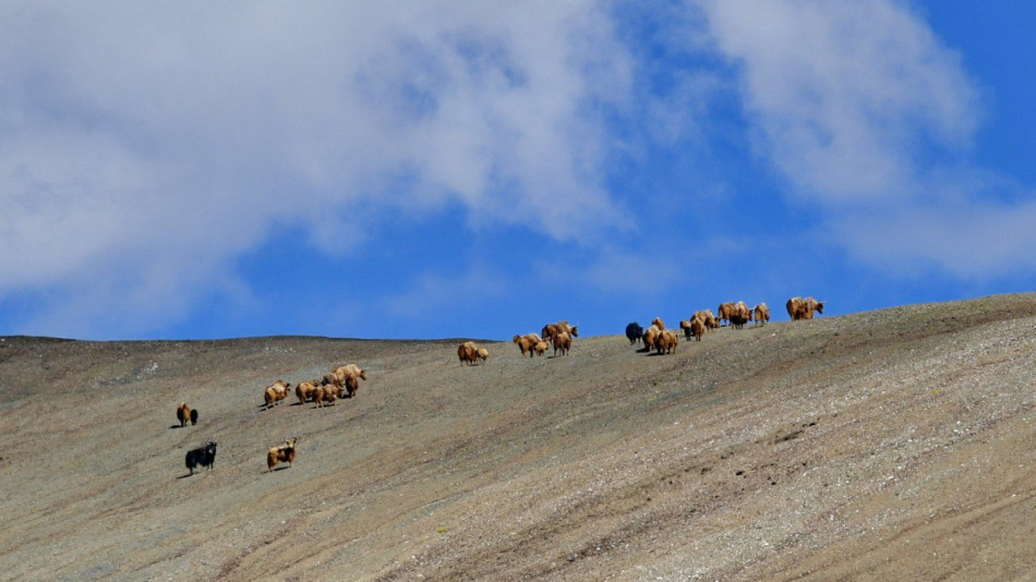 Кошмарно приключение! Велосипедист тръгна през Тибет и заседна сред глутница вълци
