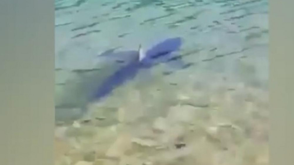 Паника на Адриатическо море: Огромна бяла акула, доплува до самото крайбрежие (ВИДЕО)