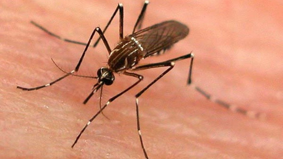 Градът с най-свирепите и зловещи комари е в България!