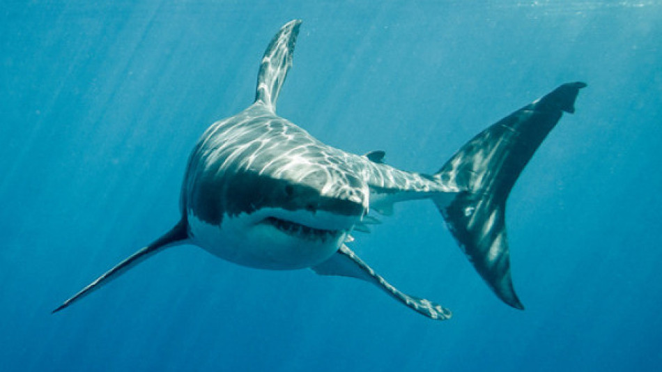Нападенията от акули се увеличават! Учени разкриха трябва ли да се страхуваме