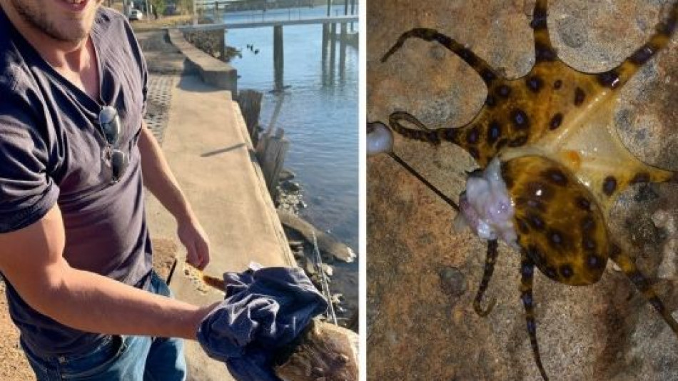 Туристи си поиграха с животинче на плажа, а после разбраха, че са срещнали смъртта (ВИДЕО)