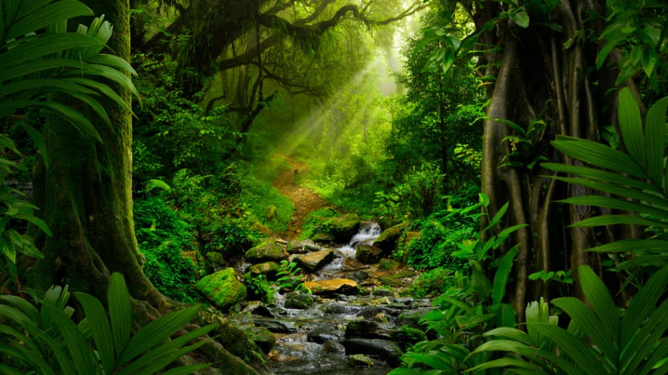 Факти и мистерии от величествената Амазонска джунгла