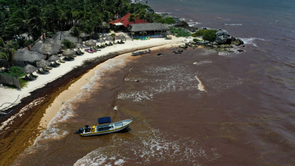Смъртоносна заплаха пълзи по плажовете от Маями до Мексико