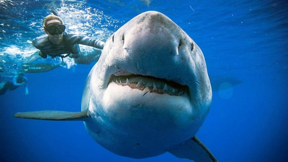Най-страшните нападения от акули в историята