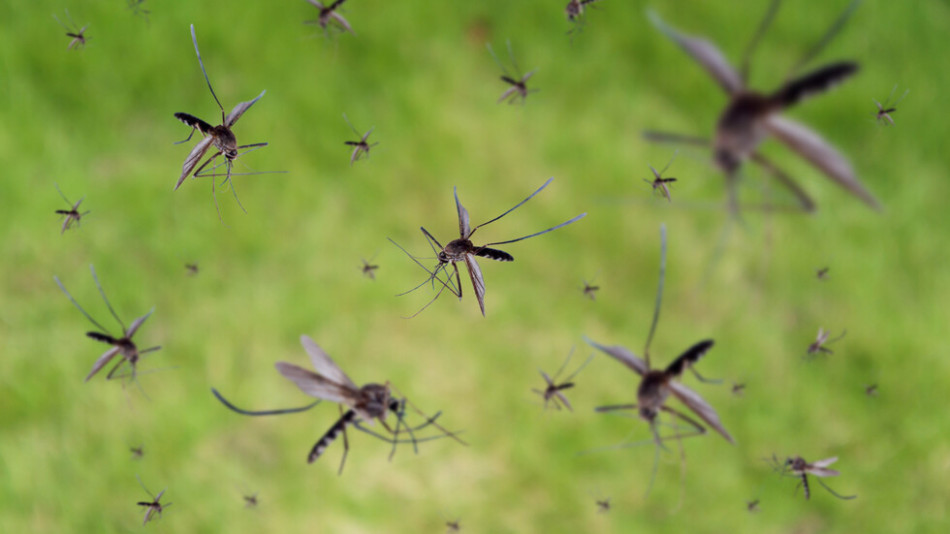 Загадката на китайското селце, в което вече сто години няма нито един комар