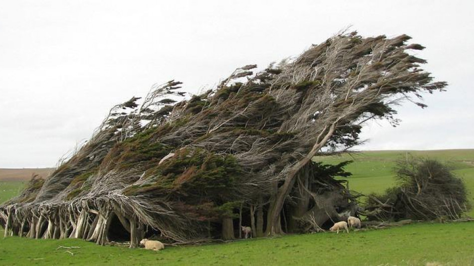 От цял ​​свят идват да видят тези дървета, чиято форма ги е превърнала в олицетворение на постоянния вятър