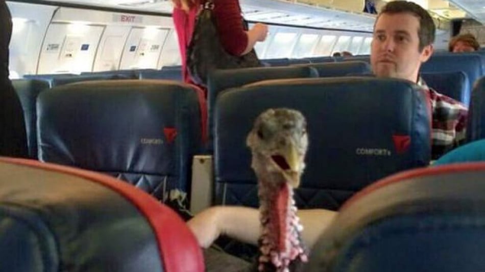 Шокиращи СНИМКИ на нагли пътници, които ще ви отвратят от летенето