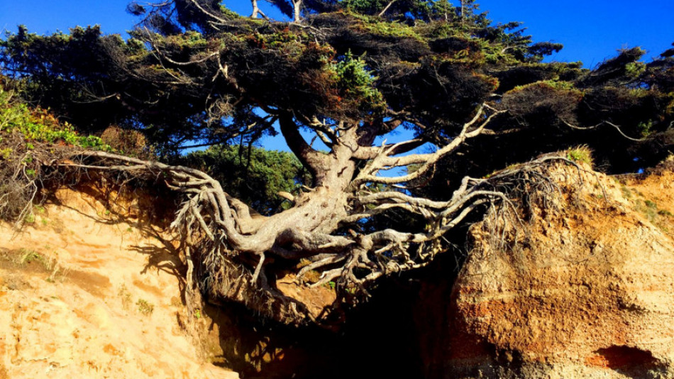 Феномен на природата: Омагьосано дърво, което живее срещу всички правила
