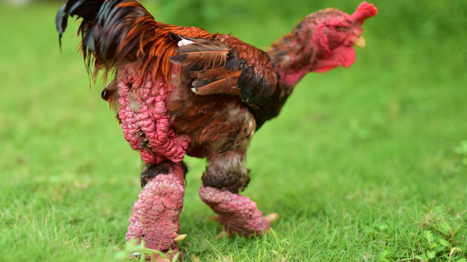 Защо хората плащат хиляди долари за тези странни виетнамски кокошки