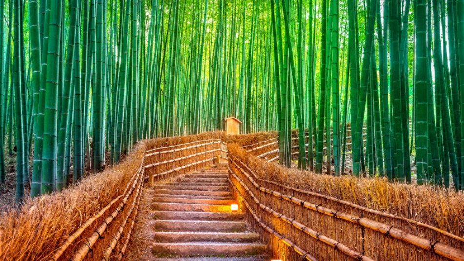 Това е известната бамбукова гора, от която милиони туристи си тръгват разочаровани
