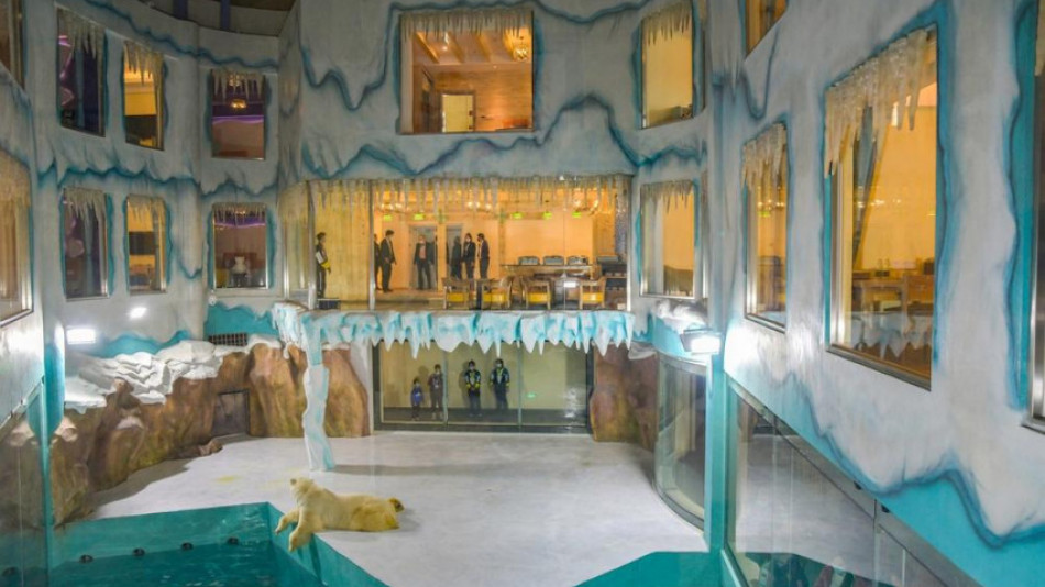 Атракция или мъчение: Този китайски хотел предлага интериор с полярни мечки, но не всеки е въодушевен