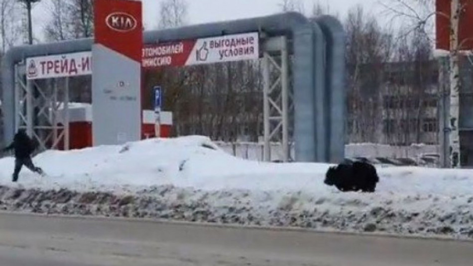 Само в Сибир! Огромна мечка преследва човек посред бял ден в града