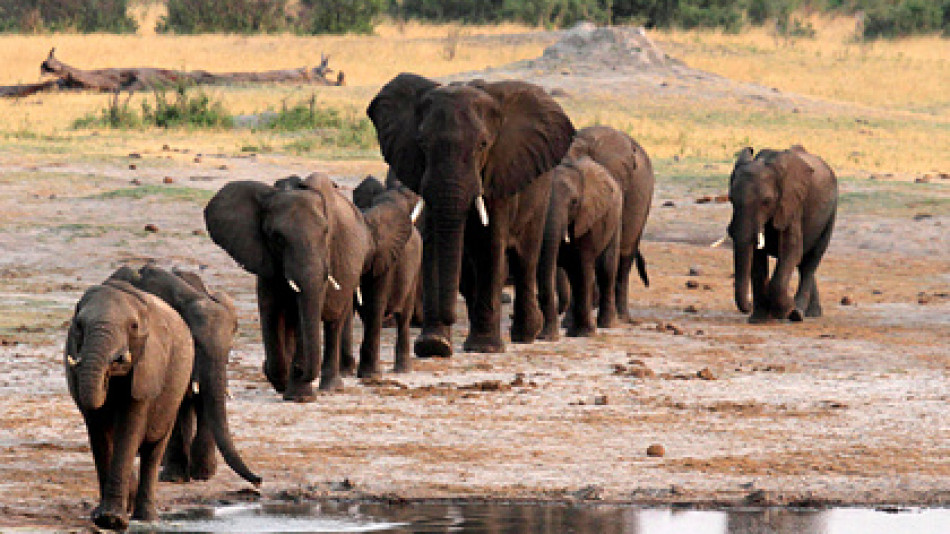 Турист посети сафари и бе убит от слон пред очите на сина му