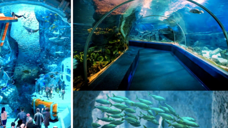 Изгражда се най-големият аквариум в света: 68 000 морски животни в 25 милиона литра вода