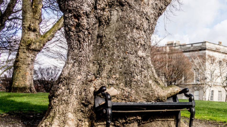„Гладното дърво“ е една от най-популярните туристически атракции в Ирландия