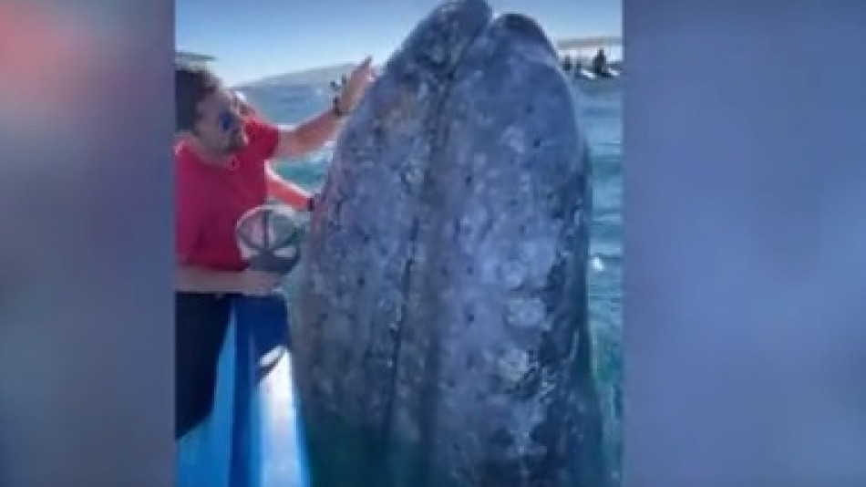 Огромен кит се приближи до туристи за целувка и попадна на ВИДЕО