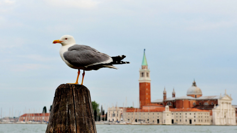 Защо туристите стрелят по чайките във Венеция