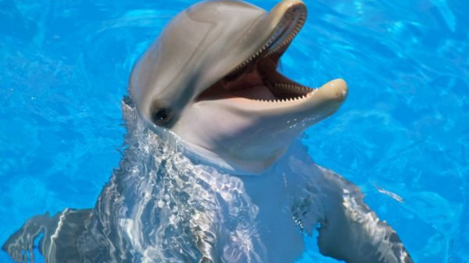 Туристи опитаха да яхнат делфин и го убиха