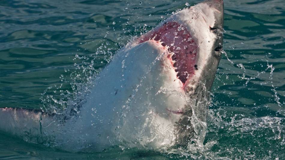 Шок! Акула уби човек пред очите на стотици на плажа ВИДЕО