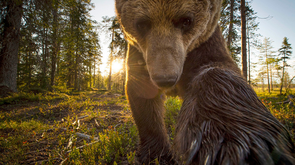 Турист подгони дива мечка за снимка и се размина на косъм от смъртта