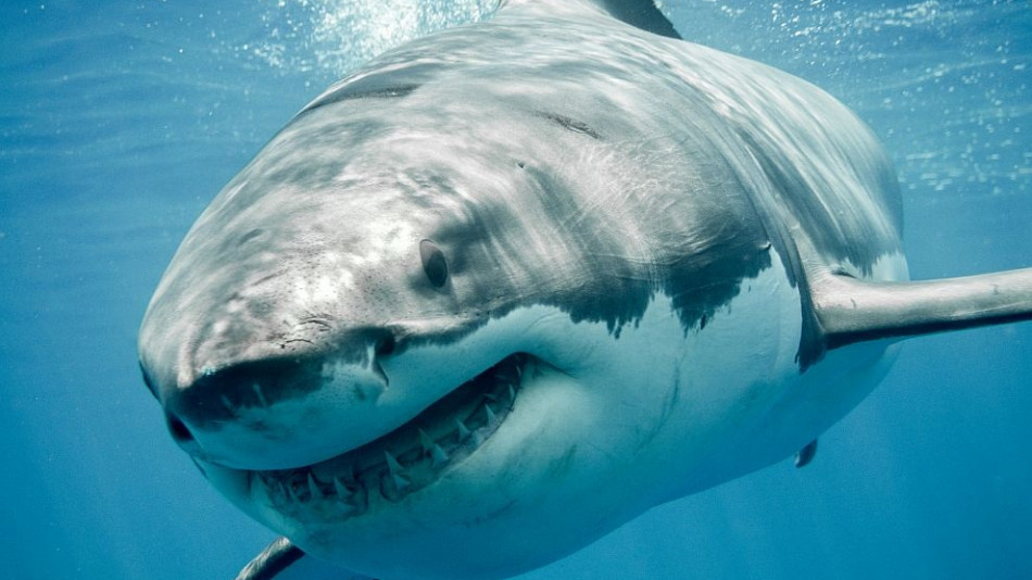 Как да спасим живота си при среща с акула
