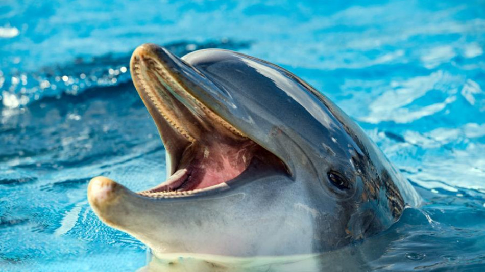 Странно: Делфини масово нападат хора на тези плажове