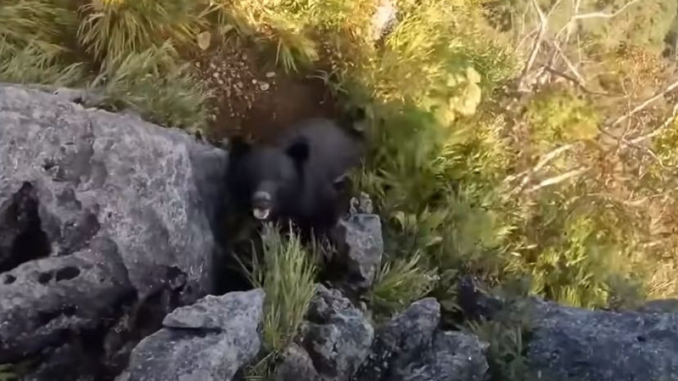 Инфарктно ВИДЕО! Турист среща мечка в планината и става страшно