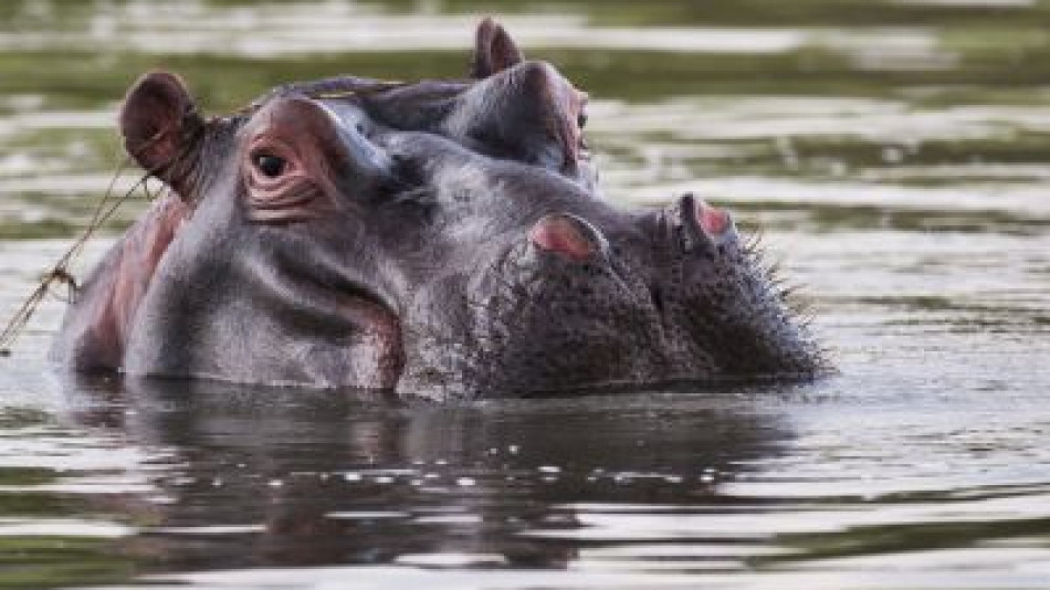 Ужасяващ инцидент: Хипопотам уби група туристи по време на рафтинг