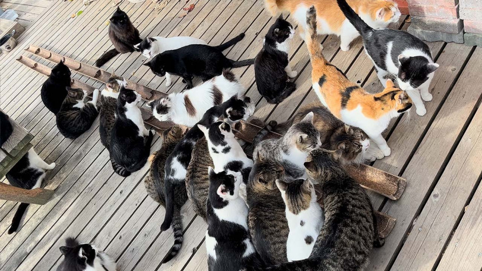 Котколандия - този остров е мечтаната дестинация за любителите на котета ВИДЕО