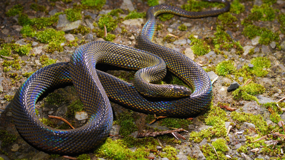 Митничари откриха 22 змии в багажа на пътник ВИДЕО