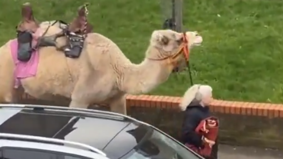 Жена разходи камилата си в лондонски квартал ВИДЕО