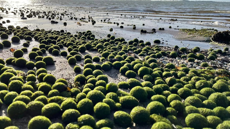 Всички се чудят какви са тези зелени топки, изплували на плаж