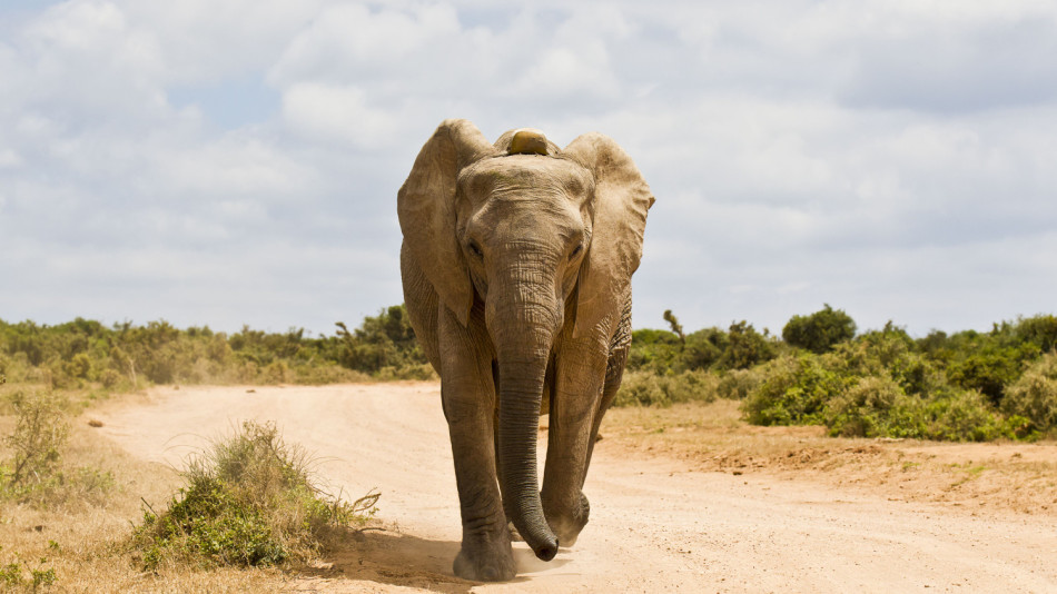 Слон уби туристка по време на сафари ВИДЕО